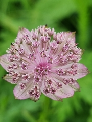 Astrantia trifida