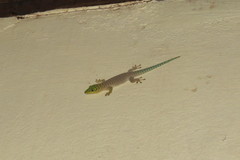 Phelsuma standingi