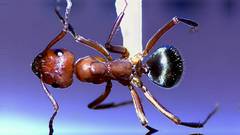 Formica rubicunda