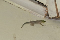 Phelsuma standingi