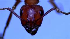 Formica rubicunda