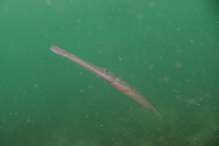 Fistularia commersonii