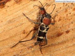 Xylotrechus rufilius