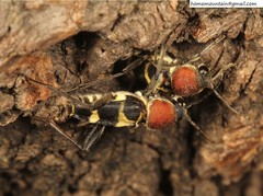 Xylotrechus rufilius