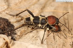 Xylotrechus rufilius