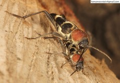 Xylotrechus rufilius