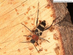 Xylotrechus rufilius