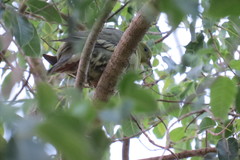 Treron australis