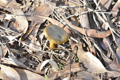 Cortinarius austrovenetus