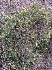 Acmispon dendroideus traskiae