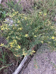 Acmispon dendroideus traskiae