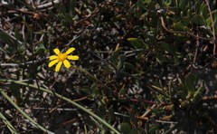 Othonna coronopifolia