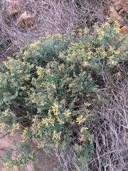 Acmispon dendroideus traskiae
