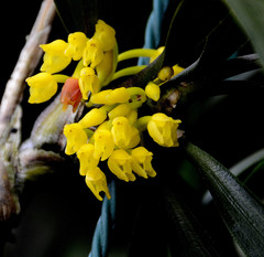 Maxillaria aggregata
