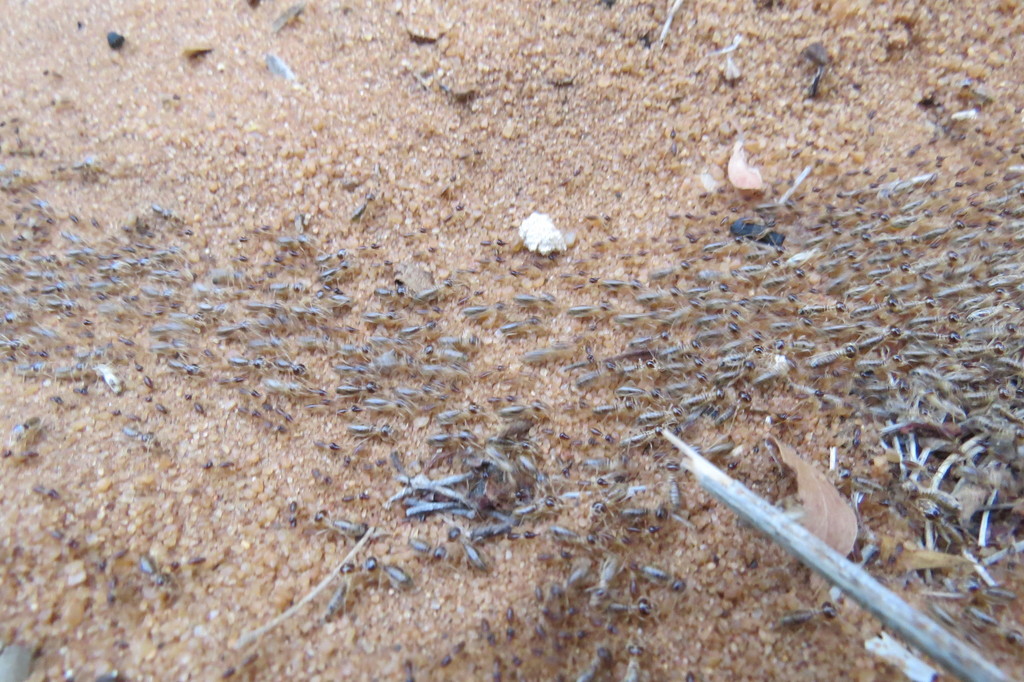 Coarctotermes
