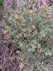 Acmispon dendroideus traskiae