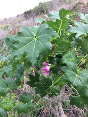 Malva assurgentiflora glabra