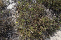 Othonna coronopifolia