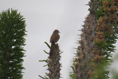 Thamnornis chloropetoides