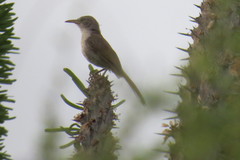 Thamnornis chloropetoides