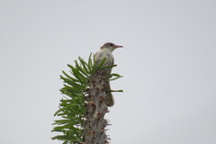 Thamnornis chloropetoides