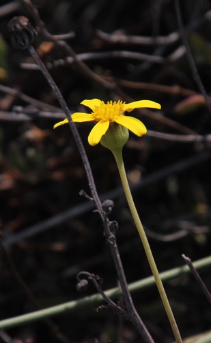 Othonna coronopifolia
