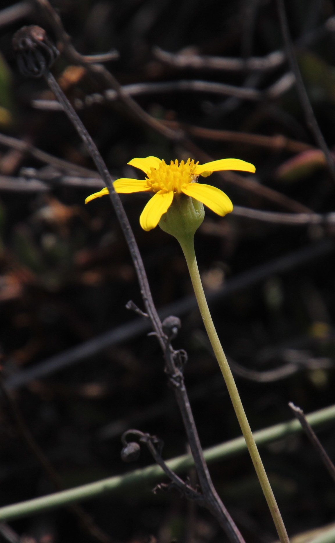 Othonna coronopifolia