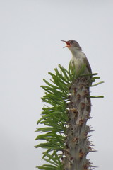Thamnornis chloropetoides