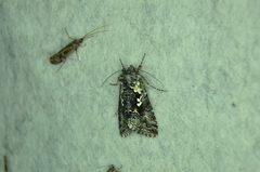 Syngrapha rectangula