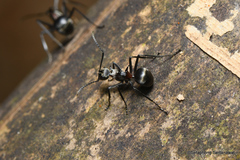Polyrhachis bellicosa