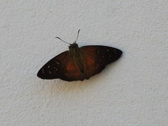 Augiades crinisus