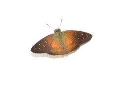 Augiades crinisus