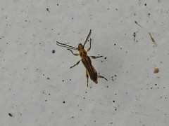 Odontocera trisignata