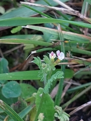 Ornithopus perpusillus