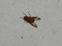 Copestylum tympanitis