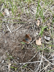 Polyommatina