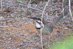 Uratelornis chimaera