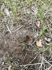 Polyommatina