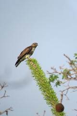 Aviceda madagascariensis