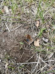 Polyommatina