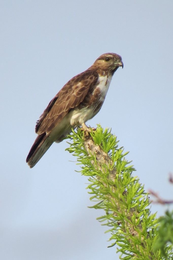 Madagascar Cuckoo-Hawk