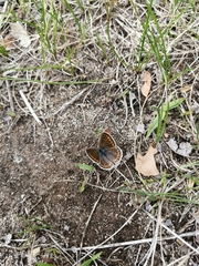 Polyommatina