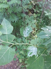 Phyllocnistis labyrinthella