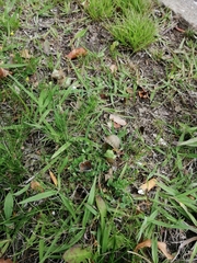 Polyommatina
