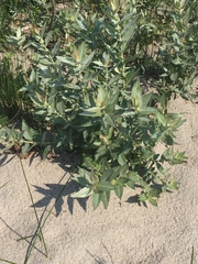 Salix cordata