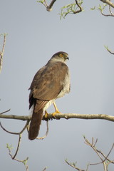 Accipiter madagascariensis