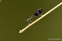 Aristocypha fenestrella