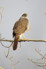 Accipiter madagascariensis