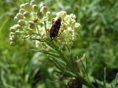Typocerus octonotatus