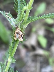 Prochoreutis
